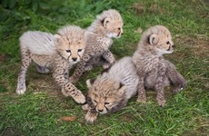These four cheetah cubs are the new arrivals at this Cork wildlife park