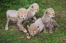 These four cheetah cubs are the new arrivals at this Cork wildlife park