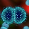 Gonorrhoea 'sometimes impossible' to treat due to antibiotic-resistance - WHO