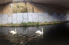 Opinion: 'We need to invest more in urban nature. It will improve mental health'