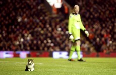 Watch: Cat interrupts Liverpool's draw with Tottenham at Anfield