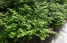 Clare is fighting back against spread of Japanese knotweed