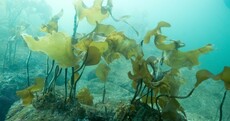 'There's no regard for people': Why Cork locals are fighting plans to harvest seaweed