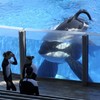 Killer whales sue Seaworld for 'slavery'