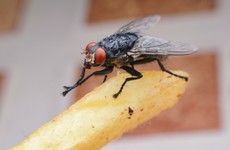 'It's disgusting': Fly infestation plagues Dublin residents and businesses