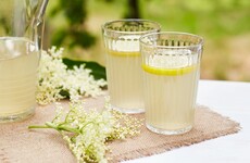 Gardening: Forage elderflowers now for a fresh, blossom-infused cordial