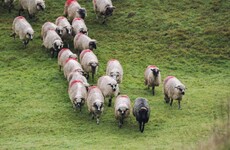 There has been a spate of attacks on sheep near Newry in the past three weeks