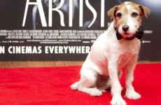In photos: Canine star of The Artist to bow-wow out of show business over illness