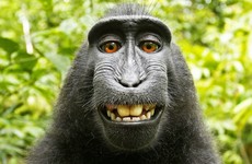 'Where does it end?': Selfie-taking monkey at centre of copyright lawsuit