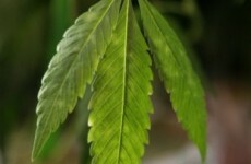 Four arrests and €840k worth of cannabis seized in Dublin