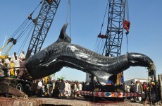 In pictures: whale shark displayed in Pakistan