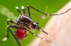 20 million disease-spreading mosquitoes will be released in the US - but it's a good thing