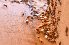 It's that time of the year again - here's why you'll be seeing flying ants all over the place