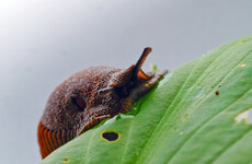 Gardening: This week, a beer trap for pesky slugs and seasonal soups