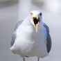 Poll: Have you been divebombed by a seagull this year?