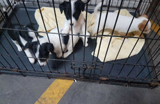 Revenue seized four puppies from couple headed to the UK at Dublin Port today