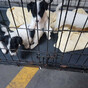 Revenue seized four puppies from couple headed to the UK at Dublin Port today