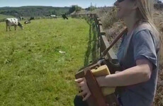 Sharon Shannon played trad in a field for a massive herd of cows and it was the most Irish thing ever