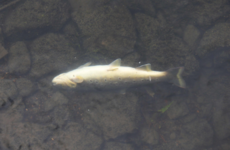 'An absolute disaster': Hundreds of fish killed in River Tolka after someone put car tyre into sewer