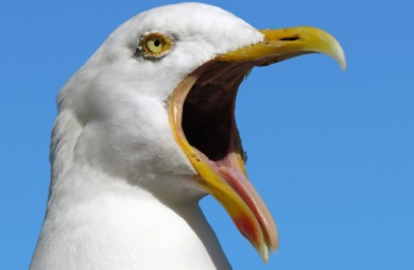 An 'aggressive seagull’ is plaguing Today FM but are other humans