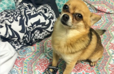35 tweets that will make you laugh if you're obsessed with dogs