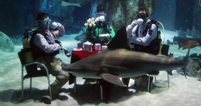 Eating with the fishes: Shark tea party in London Aquarium