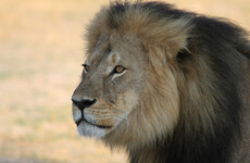 Cecil the lion's son Xanda shot dead in Zimbabwe trophy hunt