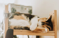 13 feelings all cat owners will immediately relate to