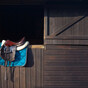 'Vulnerable, scared, overworked and underpaid': A day in the life of an Irish stable worker