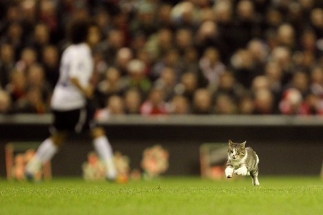 The Anfield Cat heads goalwards on Monday night