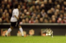 Anfield Cat identified as a homeless tabby named 'Kenny'