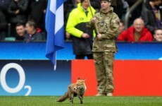 The Magnificent Seven: Animals invading sports