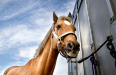 Man injured loading horse onto lorry for trainer Margaret Mullins awarded €92,000