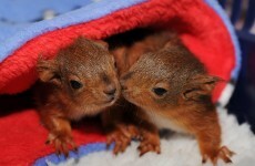 It's Friday, so here's a slideshow of squirrels from around the world