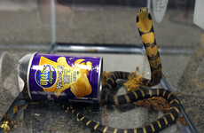 Californian man accused of smuggling 3 king cobras in crisp cans