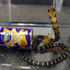 Californian man accused of smuggling 3 king cobras in crisp cans