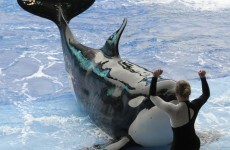 'Whale slavery' case flops in court