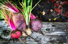 GIY: 'Turnips are perfect for late summer sowing'