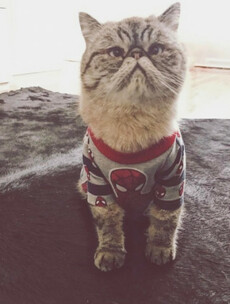 20 pieces of indisputable evidence that all cats are evil