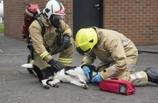 UK firefighters using mini oxygen masks specially designed for pets