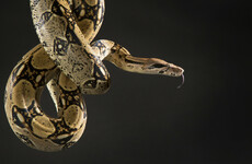 'He's biting my nose': Rescued boa constrictor killed after attacking US woman