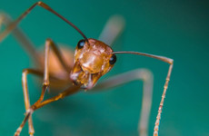 Australia is spending $400 million to stop the spread of red fire ants