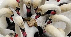 The Bravest Ducks of The Day