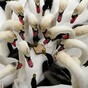 The Bravest Ducks of The Day