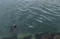 There is a seal in Howth that waves at people when it's thrown some food and it's just delightful