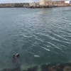 There is a seal in Howth that waves at people when it's thrown some food and it's just delightful
