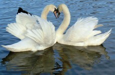 Romance in the air? Sewage plant offers St Valentine's Day tours