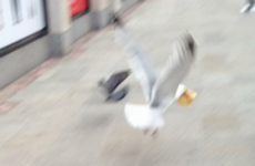 22 tweets that sum up what it's like to live among seagulls in Ireland