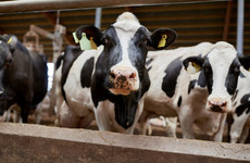 Social welfare recipients to earn extra cash filling dairy farm worker shortage