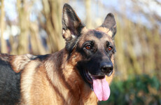 Study suggests it's time to get rid of Ireland's restricted dog-breed list